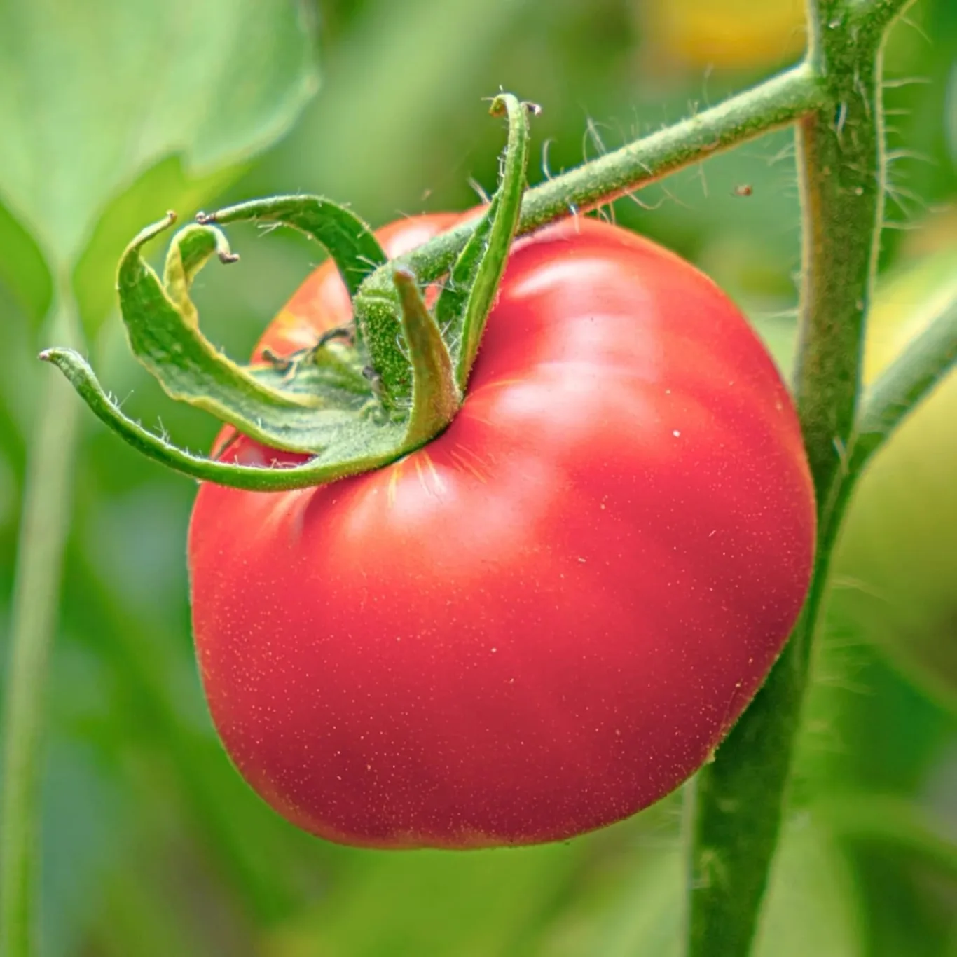 Tomate Adonis Tomatensamen 0,5g, Himbeertomate, Robuste Gemüsesamen, Gemüse Samen, Samen Anzucht, Saatgut für Gewächshaus - Bild 1