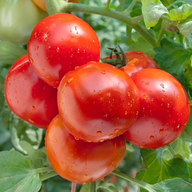 PlantiCo Tomate Janko Hybrid F1 Samen 0.2g Tomatensamen Robuste Gemüsesamen Gemüse Samen Anzucht Saatgut Gewächshaus Garten Gemüsegarten – Bild 1