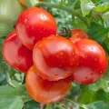 PlantiCo Tomate Janko Hybrid F1 Samen 0.2g Tomatensamen Robuste Gemüsesamen Gemüse Samen Anzucht Saatgut Gewächshaus Garten Gemüsegarten - Thumbnail 1