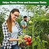 6 Stück Tomaten Rankhilfe 120 cm Höhe Tomate Rankhilfe im Set mit Twist Tie und clips Rankhilfe für Rosen Tomate Kletterpflanzen metall Pflanzenhalter für Tomate, Gurken, Rosen, Garten (Grün) - Thumbnail 2