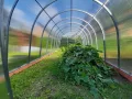 Gewächshaus Tunnel, Greenhouse für Garten, Kweekas, Tuinkas Tunnel 3 m, Greenhouse für Gemüsepflanzen, Stahlrahmen mit Polycarbonat, 1000 x 300 x 200 cm, 30 m² - Thumbnail 6