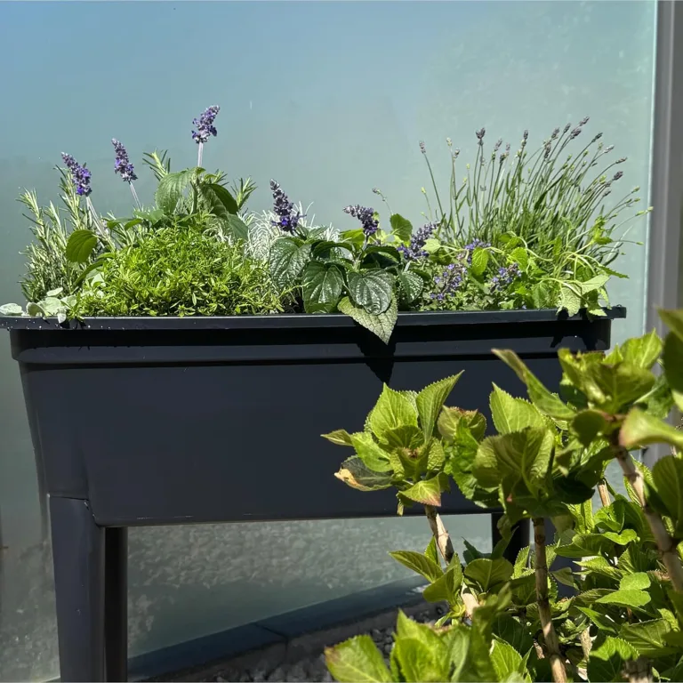 Prosperplast Hochbeet Frühbeet Bloomo mit abnehmbaren Beinen und Deckel | Frühbeet für Garten und Balkon | aus Kunststoff | Anthrazit | wetterfest | 78 x 82 x 37 cm (Hochbeet (Einzelausführung)) – Bild 3
