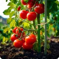 Garten-Gewächshaus Tunnel 2 × 4,5 m - 9 m² Folientunnel mit Stahlrahmen | PE-Folie 140 g/m² UV-beständig | 8 Fenster mit Moskitonetz | Pflanzenschutz | Weiß - Thumbnail 3