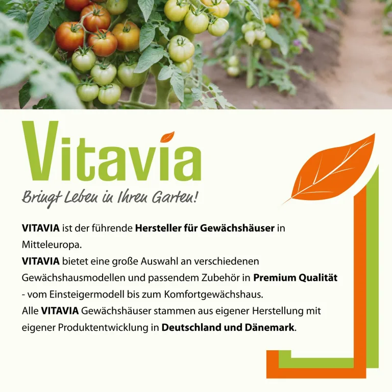 Vitavia Gewächshaus Venus 6200", Aluminium eloxiert, 6,2 m², 3 mm ESG | Wetterfestes & stabiles Treibhaus | Perfekt für Gemüse & Pflanzen | Robust & langlebig – Bild 6