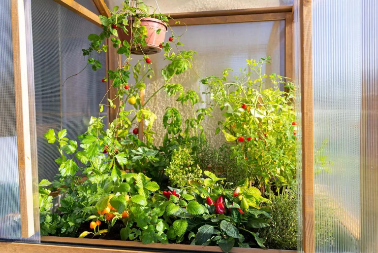 Greenspot - Balkon Gewächshaus - Minigewächshaus - 100 x 80 x 180 cm LxBxH - aus Holz und Kunsstoff, Max. Fachlast 200 kg - für Kräuter, Anzucht, Terrasse - Origin Palisanderbraun Dunkel – Bild 7