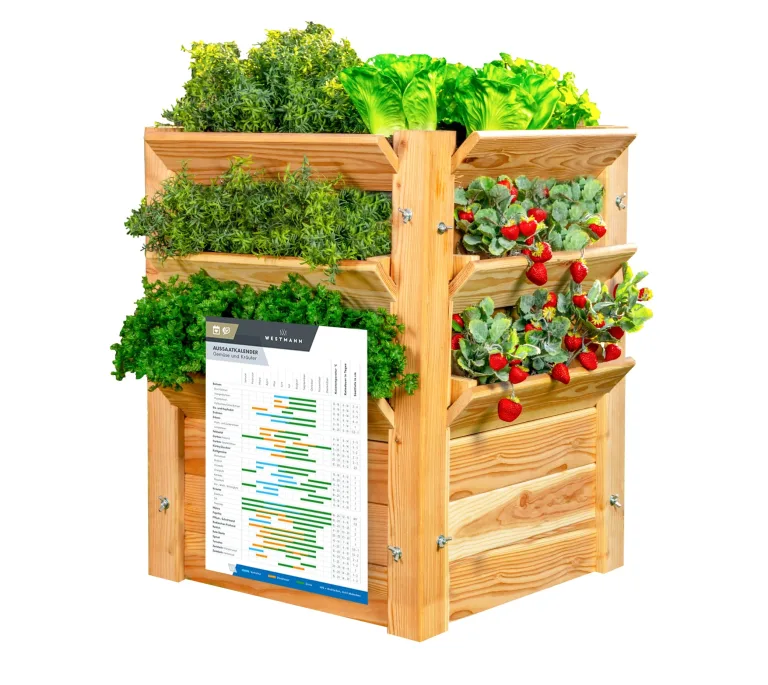 WESTMANN Premium Hochbeet aus Lärchenholz mit Aussaatkalender | Natur | 66x66x73 cm | Kräuterbeet | Holzhochbeet zum Bepflanzen von Gemüse & Kräutern – Bild 1