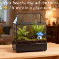 Mini Gewächshaus Fensterbank Glas mit Auffangschale 24,2 x 14,7 x 29 cm Pflanzenterrarium Klein Flaschengarten DIY (Keine Pflanzen enthalten) Deko für Sukkulenten, Kakteen - Thumbnail 6
