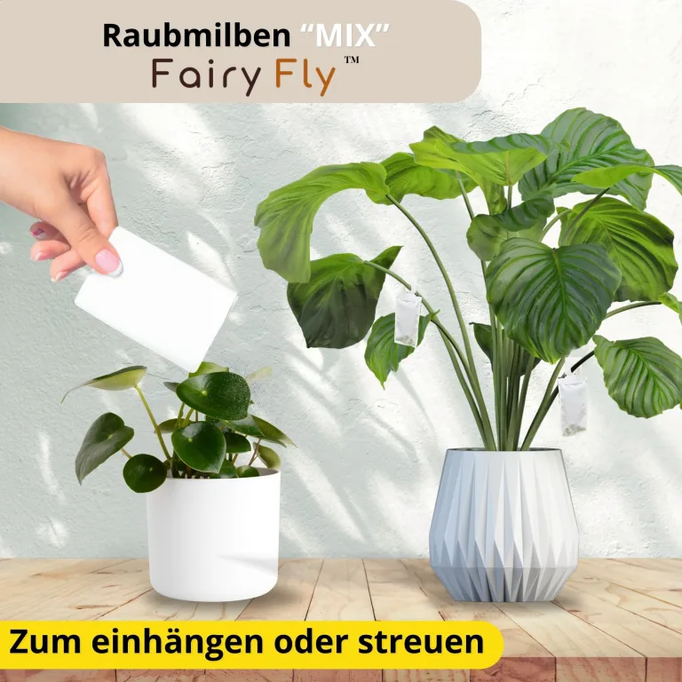 Raubmilben Mix gegen Thripse & Spinnmilben – 50 Tüten (25 x Cucumeris + 25 x Californicus) – Nützlinge für Zimmerpflanzen & Gewächshaus – biologisch & chemiefrei – Bild 3