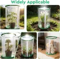 3 x Gewächshaus Klein 55cm x 30cm PVC Treibhaus Pflanzenschutz Schädlingsbekämpfung Portable mit 18 Erdanker für Kübelpflanzen Topfpflanzen - Thumbnail 7