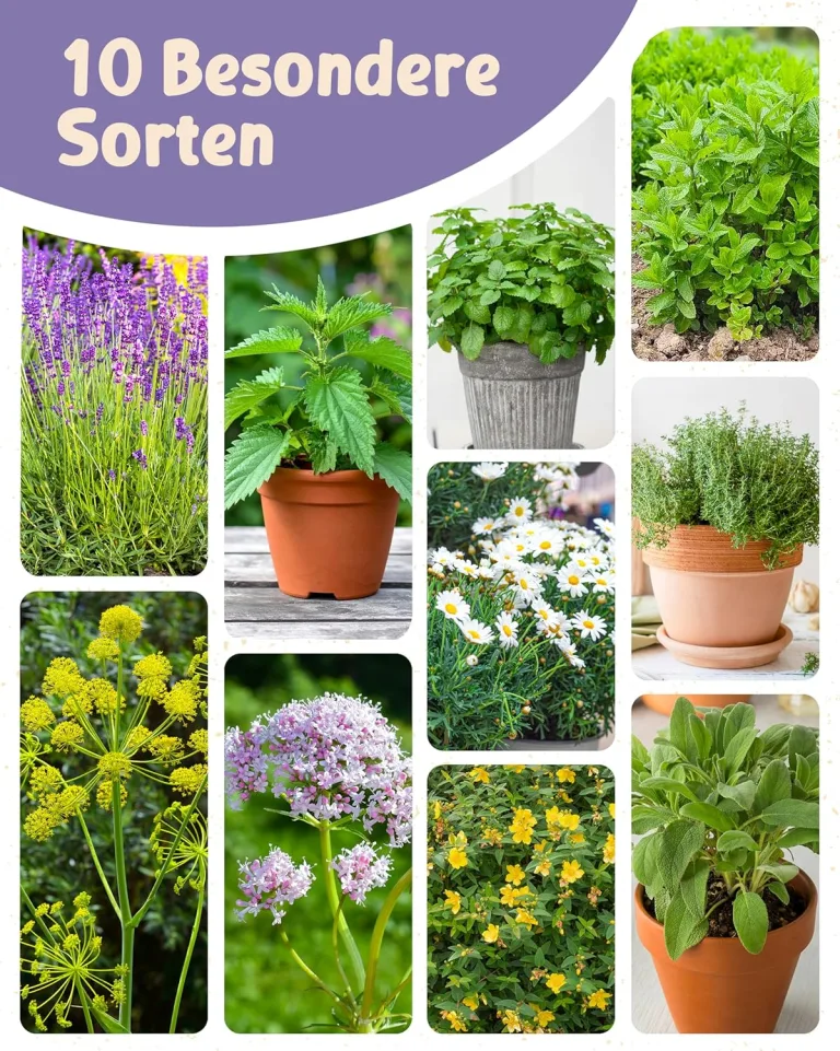 Bio Heil- und Teekräutersamen im 10er Set - 10 Heil- und Tee Kräuter Samen für den einfachen Anbau im Garten, Balkon oder Hochbeet - Pflanzensamen - Saatgut – Bild 6