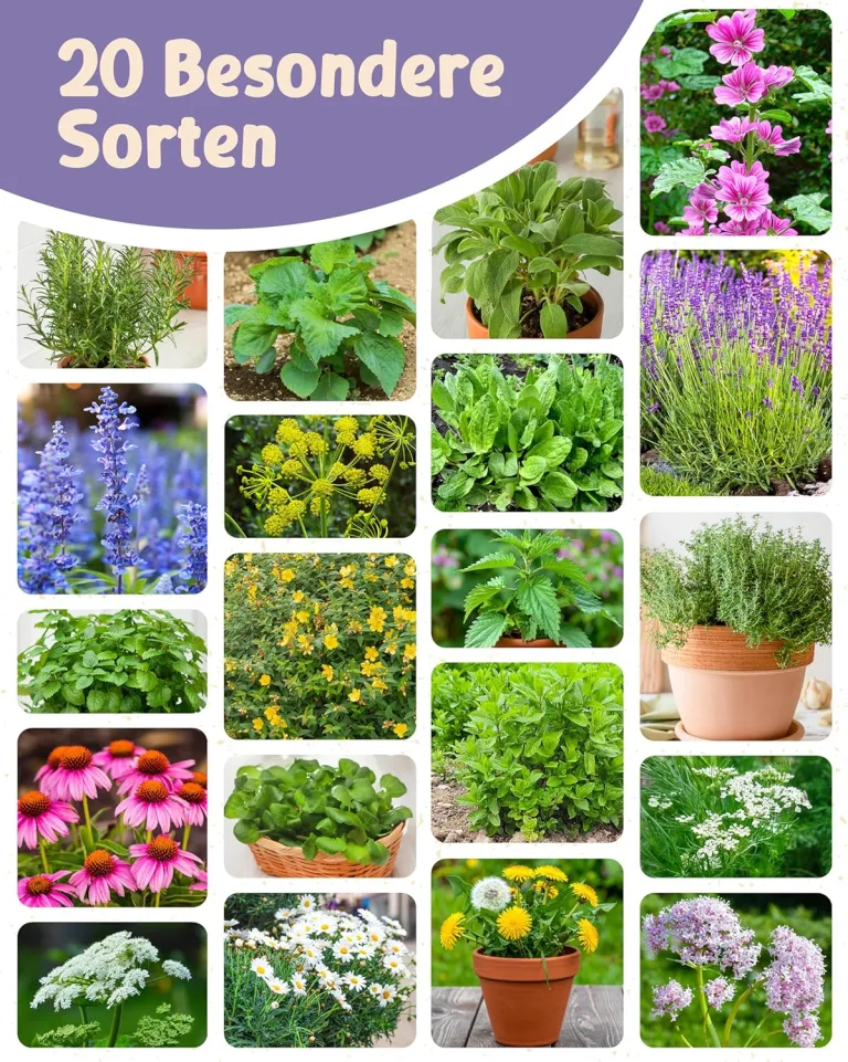 Bio Heil- und Teekräutersamen im 20er Set - 20 Heil- und Tee Kräuter Samen für den einfachen Anbau im Garten, Balkon oder Hochbeet - Pflanzensamen - Saatgut – Bild 6