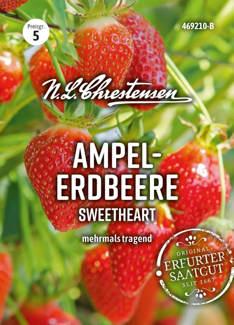 Chrestensen Saatgut Ampelerdbeere SweetheartaChrestensen Ampelerdbeere Sweetheart Samen - Hänge-Erdbeere Saatgut - Mehrfachtragend - Für Garten Balkon Ampel - Fragaria ananassa - Samenfest – Bild 1