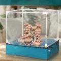 Pilzzucht-Set für den Heimgebrauch, transparentes Mini-Gewächshaus zum Anbau von Pilzen und Sukkulenten, faltbare Pflanzenschutzabdeckung mit Pilzhaus) - Thumbnail 5
