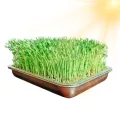 Greens Anzuchtschalen, groß, rostfreier Edelstahl, Gartenpflanzenaufbewahrung, Mini-Pflanzen-Gewächshaus, für Gras, Innen- und Außenbereich, Garten, Zuhause, Büro - Thumbnail 10