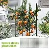 Spalierverbinder für Pflanzen – Set mit 30 Teilen, erweiterbares Kit, Kletterhilfe, Tomaten, garten, Gewächshaus, Gartenstruktur, Zubehör, widerstandsfähig und einfach zu montieren | für nachhal – Bild 2