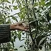 Artibetter Transparente Pflanzenstecknadeln 5cm Kunststoff Erdbeer Befestigungsgabeln für Garten und Gewächshaus Wiederverwendbare Rankhilfen für Erdbeeren Blumen und Gemüse – Bild 2
