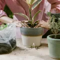 Transparente Wiederverwendbare Gartenpflanzen-befestigungsclips Langlebige Kunststoff-pflanzenpins für Erdbeer Rebenstütze im Outdoor-Garten und Gewächshaus - Thumbnail 6