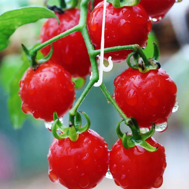 Yardenfun 850 Stück Tomatenpflanzen Haken aus Robustem Kunststoff 13cm lang Pflanzenstützhaken für Gurken Paprika Kletterpflanzen Weiß Gewächshaus Garten Zubehör – Bild 8