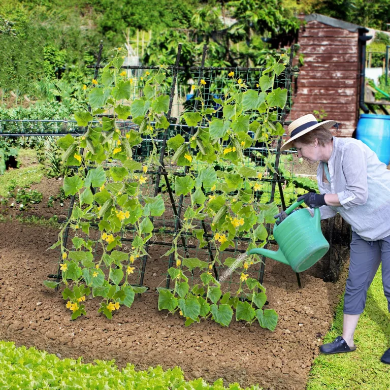 COSTWAY Gurke Rankhilfe Set, A-förmig, Rankgitter mit Gartennetz & Clips, Pflanzenhalter Metall, Pflanzenstütze für Kletterpflanzen Blumen Gemüse, Pflanzenspalier, 80 x 93 x 190 cm, Schwarz – Bild 2