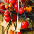 Toddmomy 850 Stück Tomaten Fruchthaken Pflanzenstützhaken aus Bruchfestem Kunststoff Weiß 13cm für Gewächshaus Garten Gemüsepflanzenaufhängung - Thumbnail 6