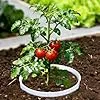 Générique Pflanzring – ABS 5,91 x 5,39 Zoll | kreisförmige Ringe, wiederverwendbar, tiefe Bewässerung, Schutz für den Garten für Tomaten, Paprika, Blumen, Sträucher, Gemüsegärten, Höfe & Gewächshäuser – Bild 2