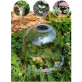 Stück Transparente Pflanzenhaube aus PET mit Lüftung – für Mini Gewächshaus für Pflanzen als Anzuchthaube mit Feuchtigkeitsregler zum Schutz von Keimlingen und Saatgut - Thumbnail 6